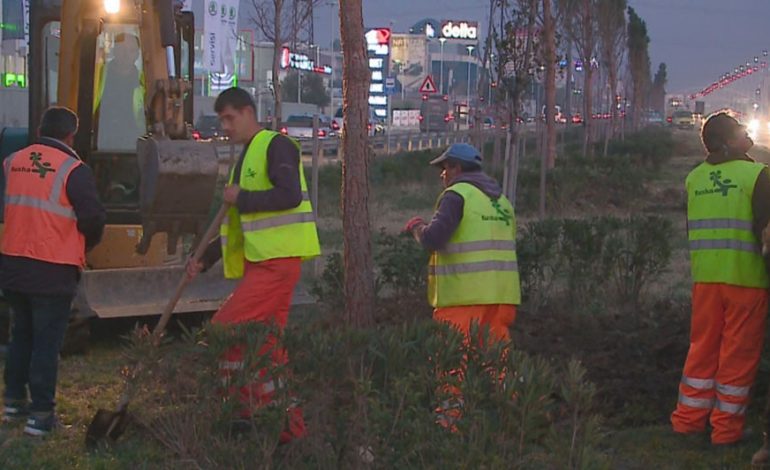 Palmat e thara në autostradë. Bashkia Tiranë i zëvendëson me pisha të reja
