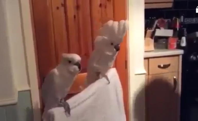 Muzika “SHKUND” dhe papagallin! Qeshni me lot me këto lëvizje të tij… (VIDEO)