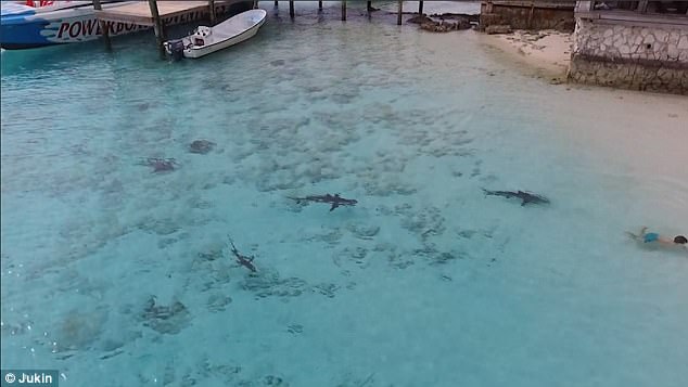VIDEO+FOTO/ Djali hyn të lahet në det, katër peshkaqenë e rrethojnë në Bahamas