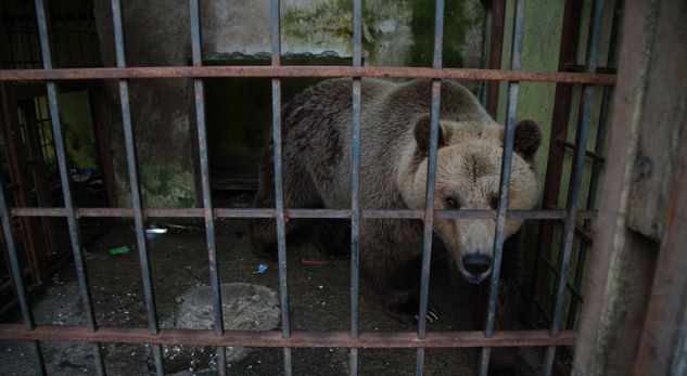 ‘Të burgosur’ në kafaze për argëtimin e turistëve. Kopshti zoologjik skocez strehon arinjtë shqiptarë