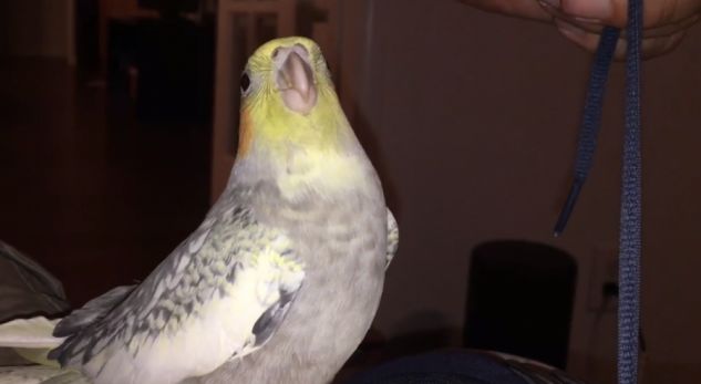 Ky papagall këndon zilen e iPhone kur mërzitet (VIDEO)