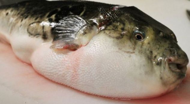 Japonia në alarm, peshku vdekjeprurës po vë në rrezik banorët