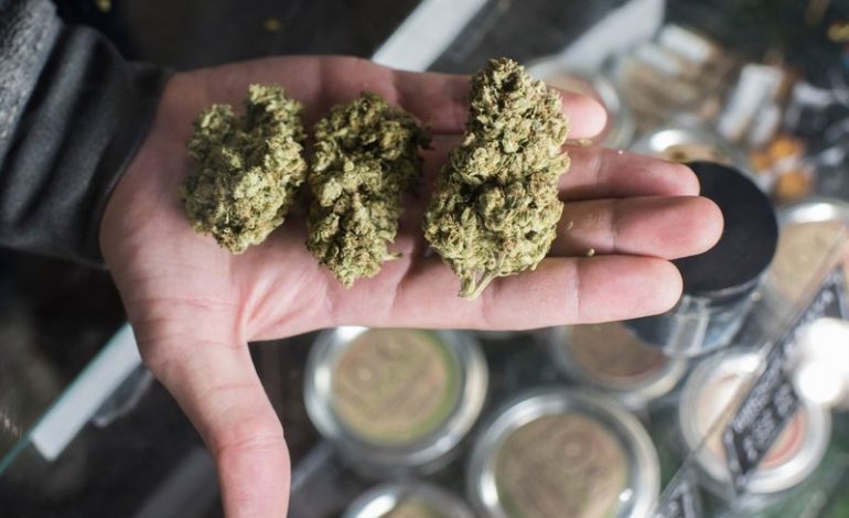 Kalifornia drejt legalizimit të plotë të marijuanës. 2018 sprovë për qeverinë amerikane