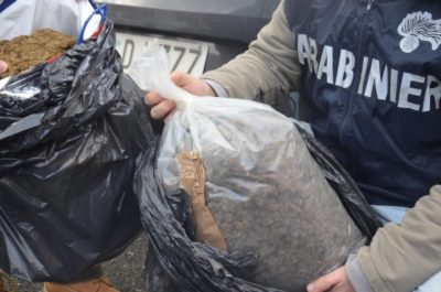 OPERACIONI ANTIDROGËS/ Transportonin marijuanë me qese mbeturinash. Kapet banda shqiptare