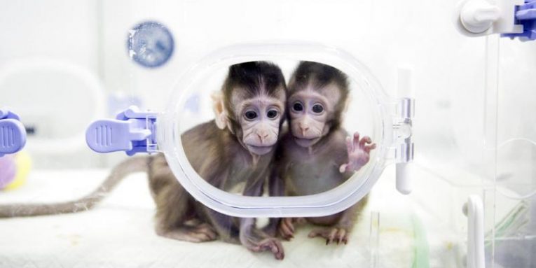 Shkencëtarët klonojnë majmunë për herë të parë… Çfarë e ka radhën më pas?