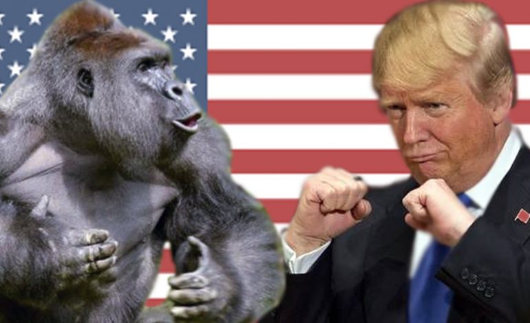 Një tjetër sekret për Donald Trump “sheh 17 orë në ditë emisione për gorillat”