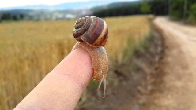 Nuk e dinit apo jo? Njihuni me një ndër bizneset më fitimprurës në vend: Eksportin e kërmijve