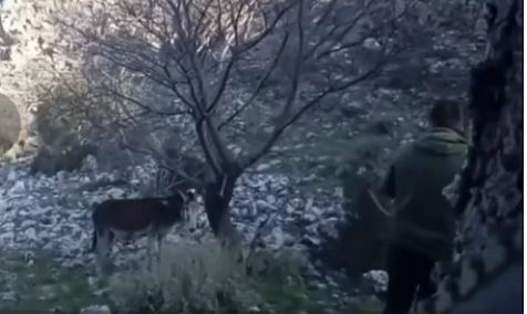 Plumb në kokë gomarit dhe e rrëzon në tokë, i riu nga Peqini filmon vetë aktin makabër (VIDEO)