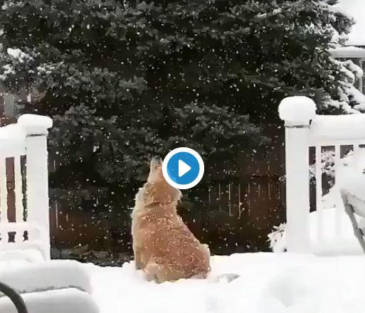 VIDEOJA ADHURUESE/ Qeni shikon dëborën, dhe bën veprimin e çuditshëm