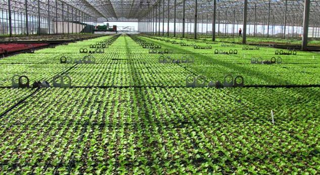 LAJMI I MIRË/ Qeveria shqiptare 20 milionë euro subvencionim për bujqësinë. Ja si do të NDAHEN