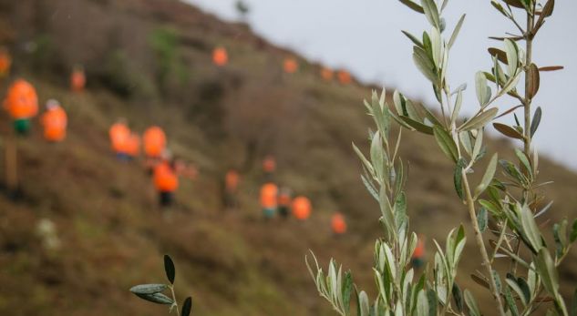 550-vjetori i Heroit tonë Kombëtar/ Veliaj: 550 rrënjë ulliri në nder të Tij (FOTO)