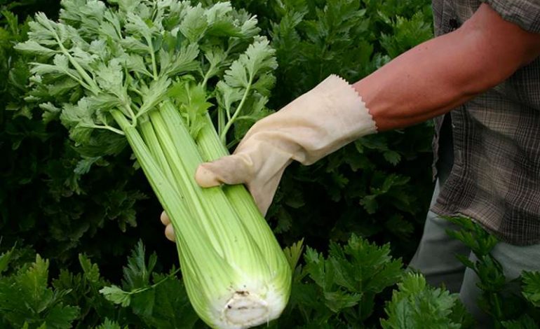 Farat e selinosë, zëvendësues të ibuprofenit!