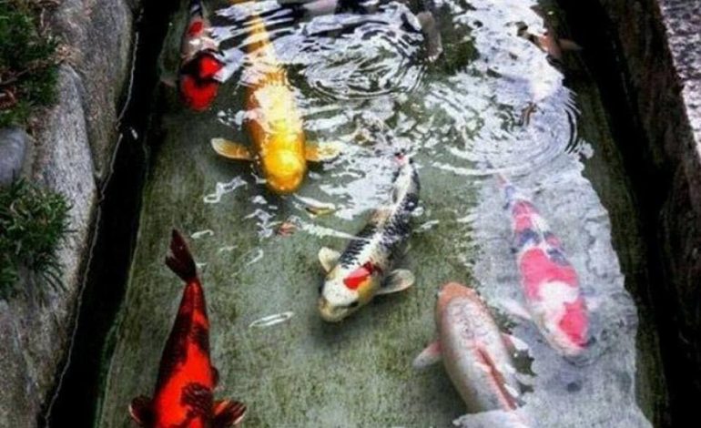 Shikoni si duken peshqit në “kanalet” buzë rrugës në Japoni (FOTO)