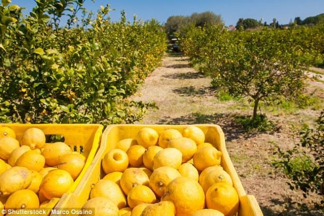 STUDIMI I RI/ Mafia siçiliane “çeli” nga pemët e limonit