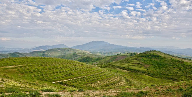 LE FIGARO: Shqipëria me vreshtat më të vjetra në Europë, kartolina që duhet zbuluar menjëherë