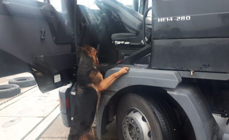 FOTO/ Momenti kur qeni i policisë së Portit të Durrësit nuhat 11 kg heroinë të fshehur në kamion
