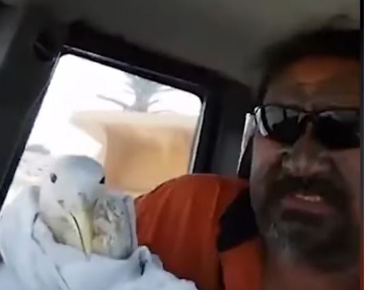 Ky person e shpëton pulëbardhën, por ajo ia kthen me të keq (VIDEO)