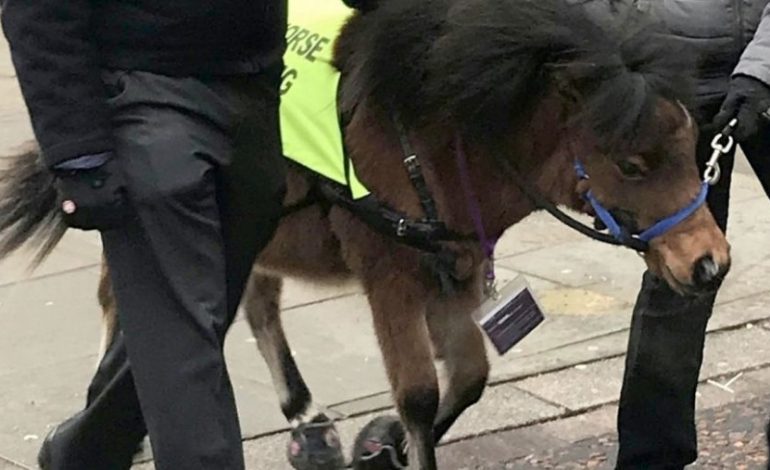 Eksperimentohet kali i parë udhëzues për të verbrit. Ja çfarë do të jetë i aftë të bëjë (FOTO)