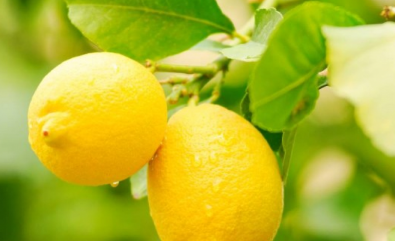 Ja çfarë i ndodh trupit tuaj nëse hani një limon çdo ditë