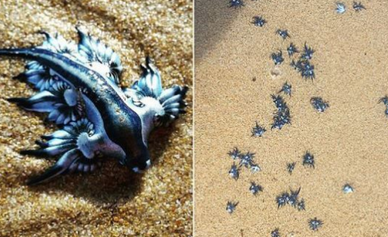 Dragonjtë ‘pushtojnë’ Australinë! Shihni çfarë po ndodh në oqean (FOTO)