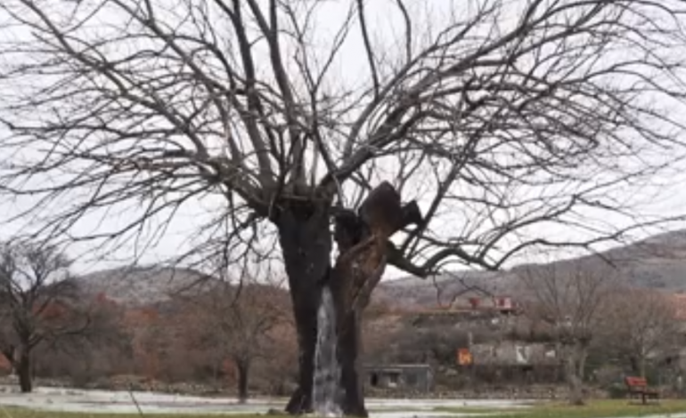 Pema që po çmend shqiptarët dhe malazezët, shihni si e nxjerr ujin (VIDEO)