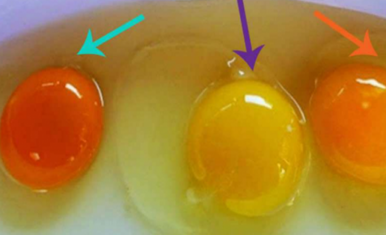 Ja si ta kuptoni se po hani vezë nga pula të sëmura