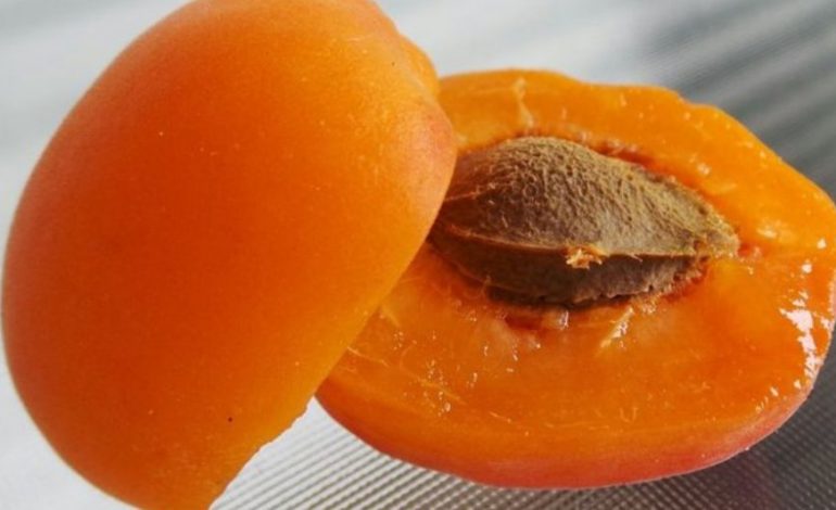 Bërthamat e kajsive mund t’ju vrasin brenda pak minutash…