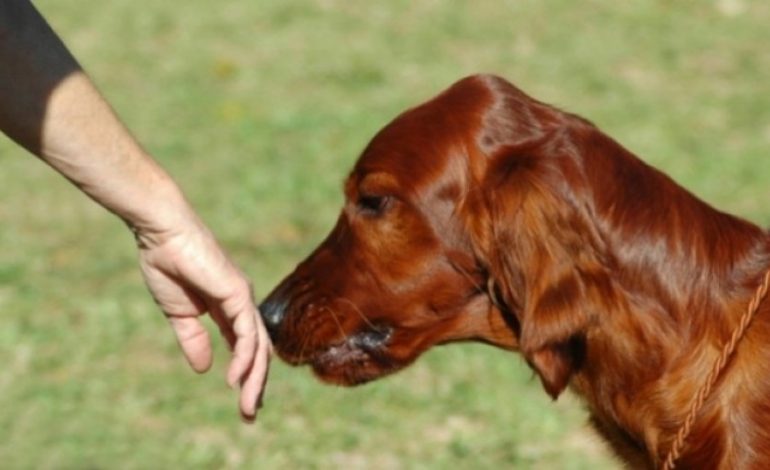 E DINIT/ Qentë e nuhasin dhe dinë ta njohin gënjeshtarin