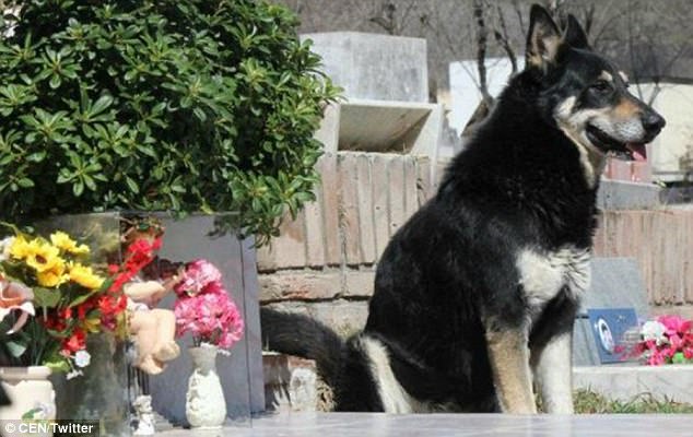 Fjeti pranë varrit të pronarit për 11 vite, ngordh qeni besnik (FOTO)