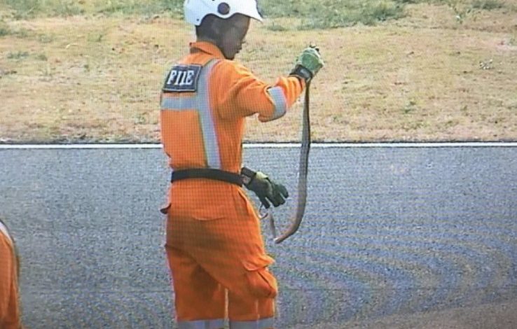 Gjarpër në pistë, tmerrohen pilotët e MotoGP