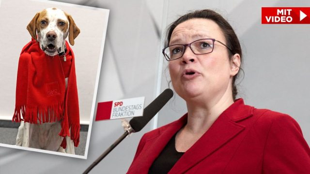 Testi që zbuloi gafën e social-demokratëve gjerman: Gazeta e njohur regjistron qenin si anëtar partie