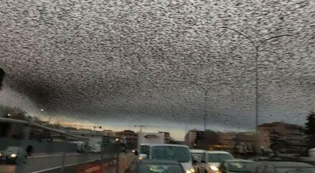 Zogjtë pushtojnë qiellin në Romë, habiten të gjithë (FOTO)
