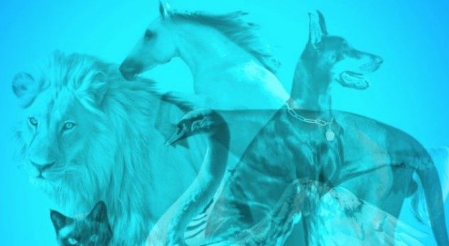 Cilë kafshë e shihni të parën? – kjo tregon shumë për personalitetin tuaj