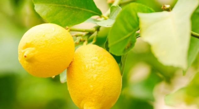 Kjo i ndodh organizmit tuaj nëse konsumoni një limon në ditë