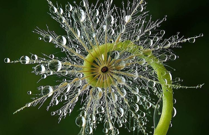 Këto fotografi tregojnë përsosmërinë në natyrë dhe në…