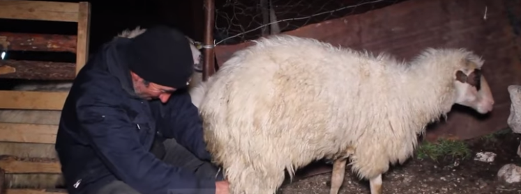 Jeta me tufën e bagëtive: Njihuni me historinë e bariut dhe trashëgimi i këmborave 200-vjeçare (VIDEO)