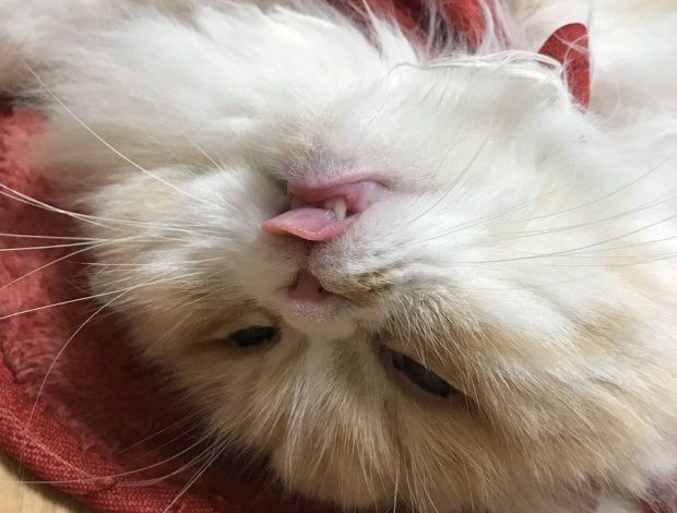 Do të shkriheni së qeshuri se si flenë këto kafshë (Foto)