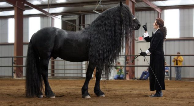Ky është kali më i bukur dhe më i shtrenjtë në botë (FOTO)
