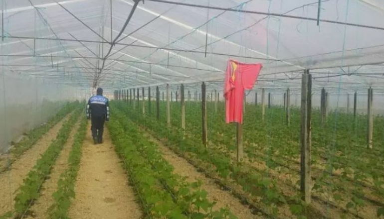 URDHRI/ Rikontroll territorit për kanabis, porosi dhe paralajmërime për policët