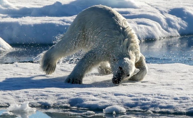 Temperaturat e larta shënojnë rekord në Arktik