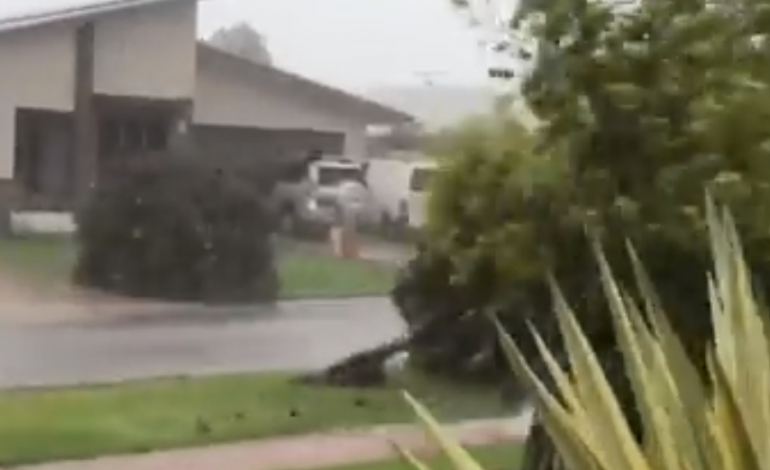 VIDEO/ Australi, ja si fluturojnë pemët, kur të godet cikloni