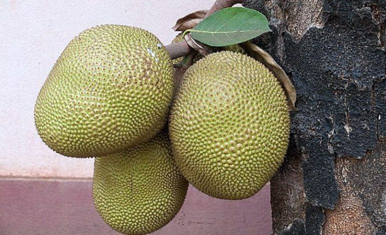 Fruti që do të shpëtojë botën nga uria