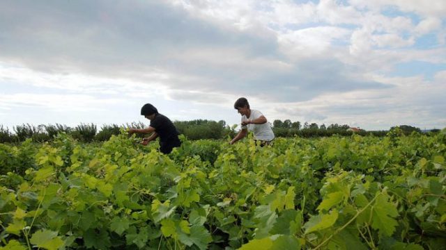“Frankfurter Rundschau”: Bizneset bio në Shqipëri. Aty ku çdokush mund të përmbushë ëndrrat e tij
