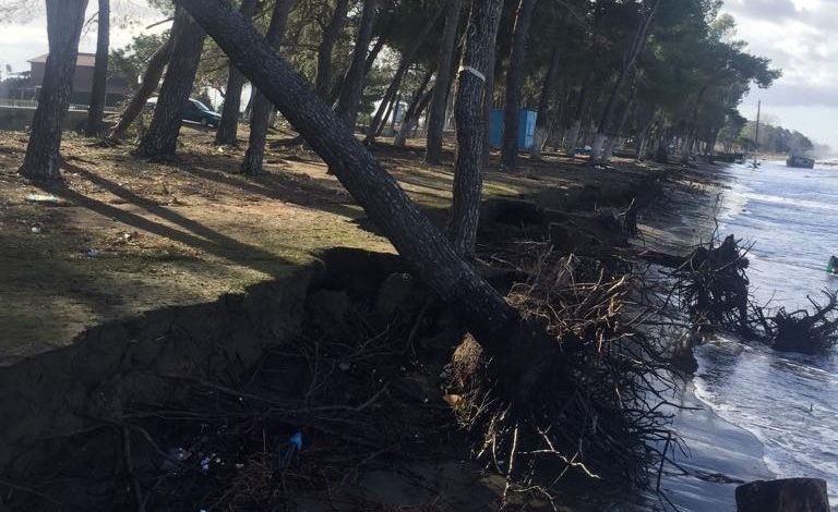 Çfarë po ndodh në Shëngjin? Dallgët e mëdha shkulin pishat (FOTO)