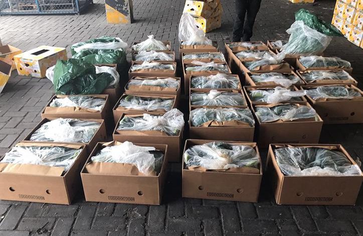 613 KG KOKAINË/ Mediat meksikane: I përket kartelit më të FRIKSHËM në Kolumbi!
