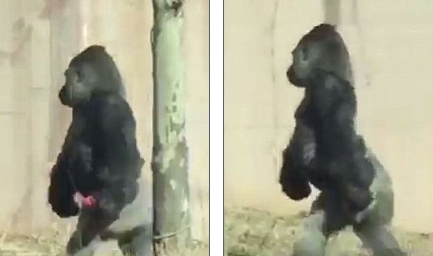E PABESUESHME / Njihuni me gorillën që ecën si njeri (VIDEO, Foto)