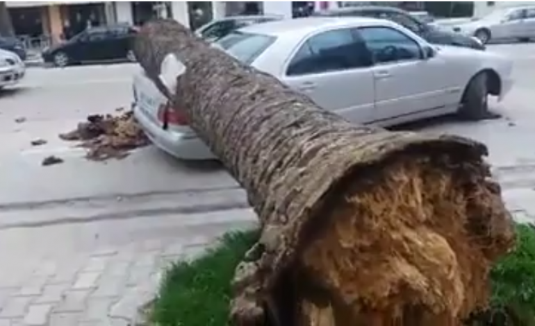 VIDEO/ Momenti shokues në Vlorë: Pema gjigante zë poshtë makinën
