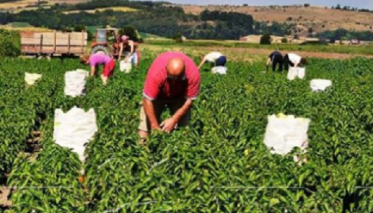 URDHERI/ Sigurimet për të vetpunësuarit, mënyra e re si do paguhen