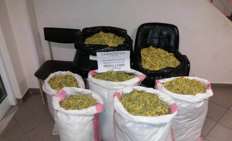 Mblidhnin bimë medicinale në zonat malore greke/ Dy shqiptarët u… (FOTO)