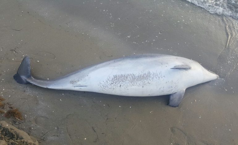 Masakra e peshkimit me tritol në Vlorë, deti nxjerr në breg delfinin e ngordhur (FOTO)